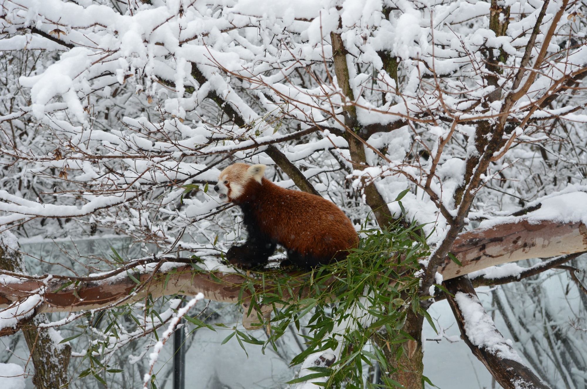 PHOTOS Akron Zoo animals enjoy the snow